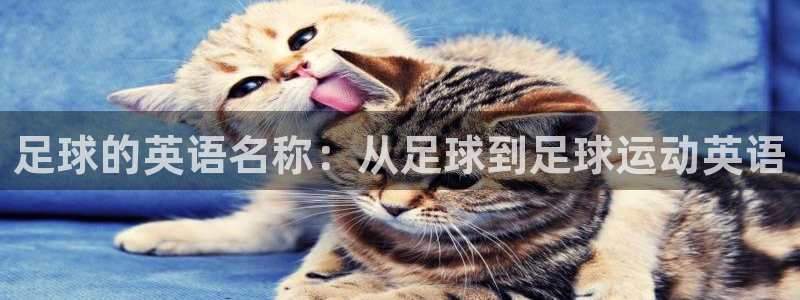蚂蚁体育直播最新版：足球的英语名称：从足球到足球运动英语